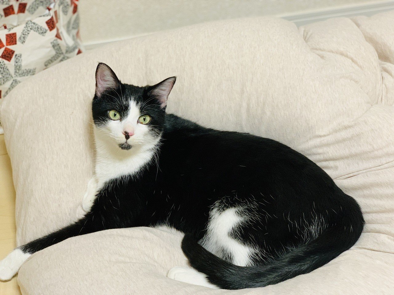 猫の顔の大きさは に比例していた Wisham Note 猫の顔の大きさは に比例していた Wisham Note