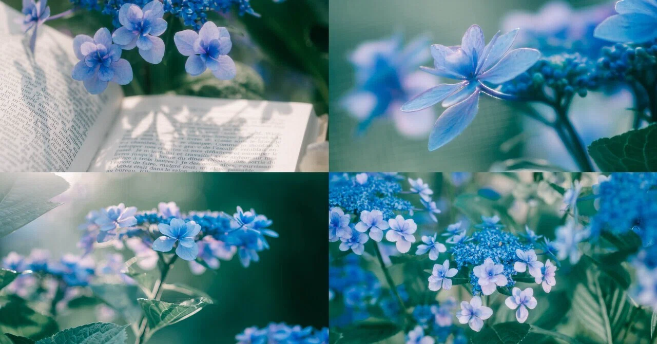 紫陽花をSonnar T* FE 55mm F1.8 ZAで撮影してみた｜綾