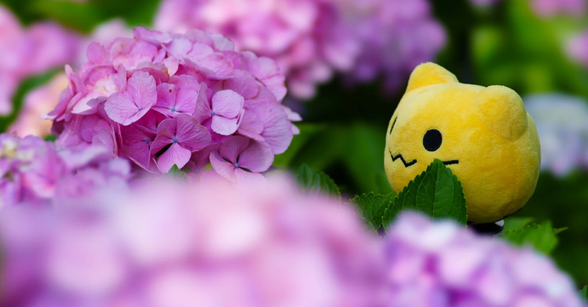 2026年の紫陽花まとめ｜nadir_rl