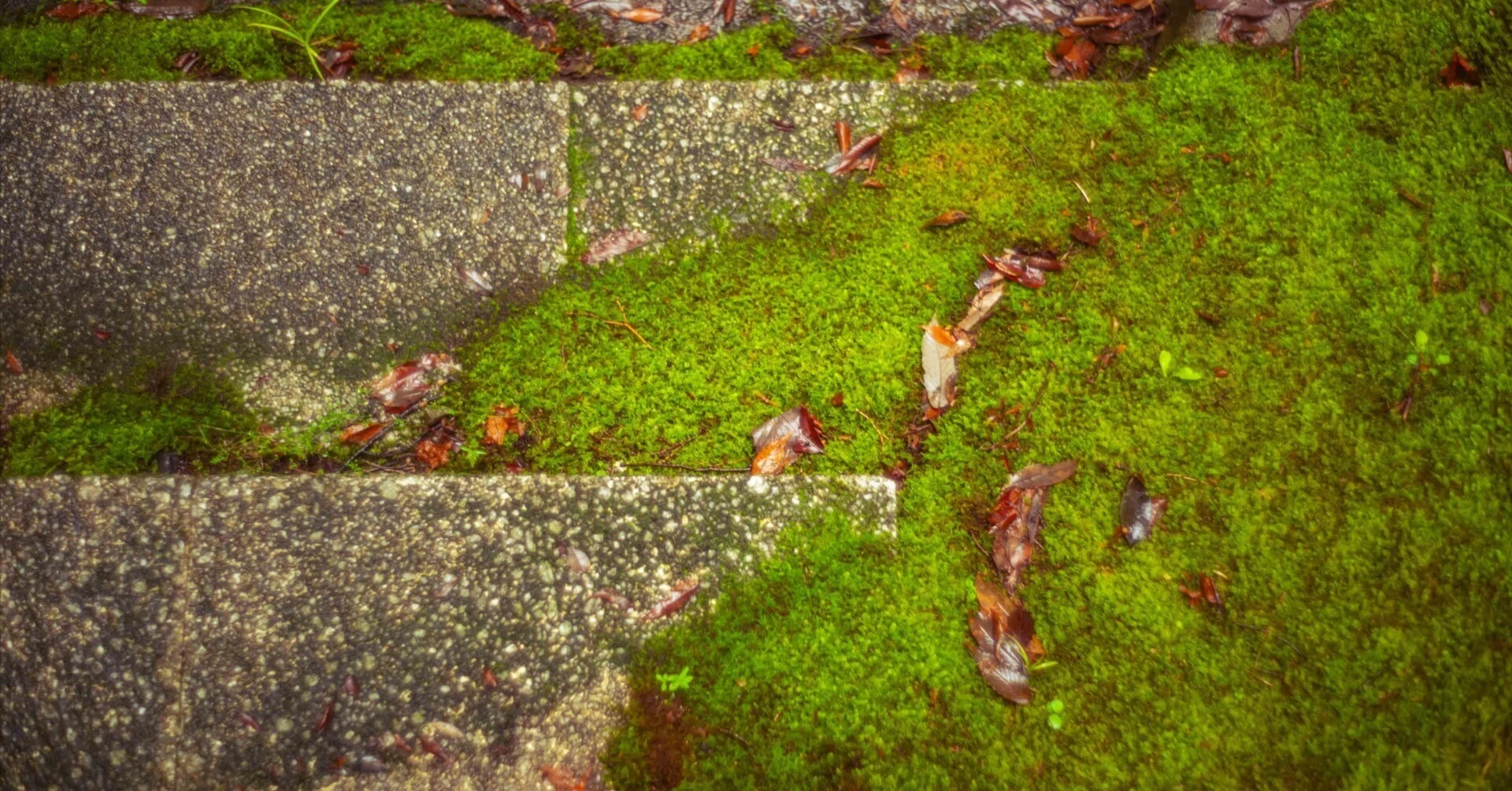 苔の公園｜MOJA MOJA