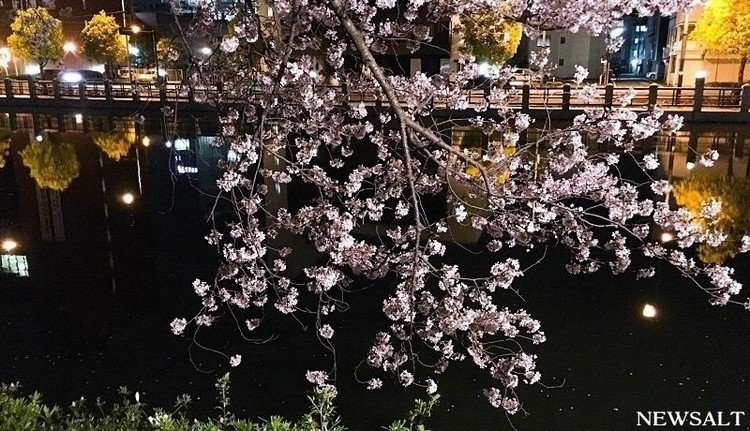 2016年4月8日　愛媛県松山市（城山公園）#春が来た#桜#松山#城山公園