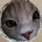 猫に踏まれてる