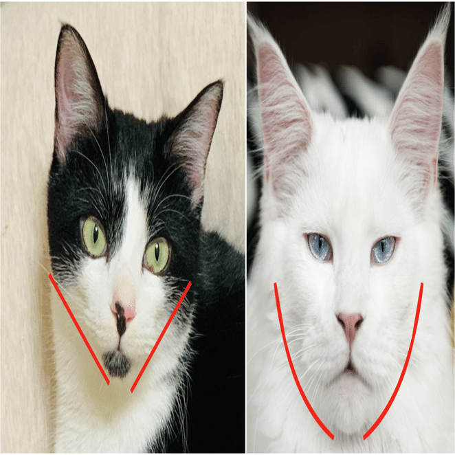 猫の顔の大きさは に比例していた Wisham Note