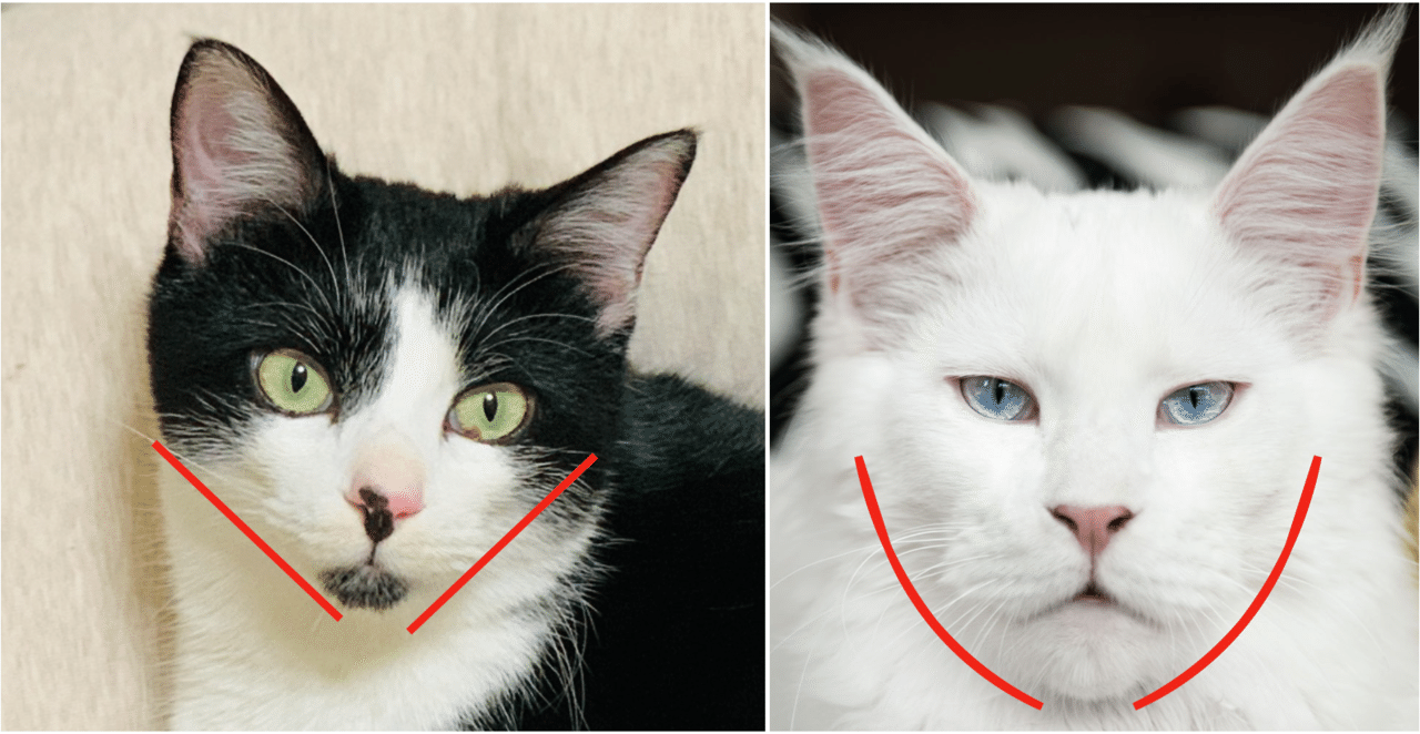 猫の顔の大きさは に比例していた Wisham Note 猫の顔の大きさは に比例していた Wisham Note