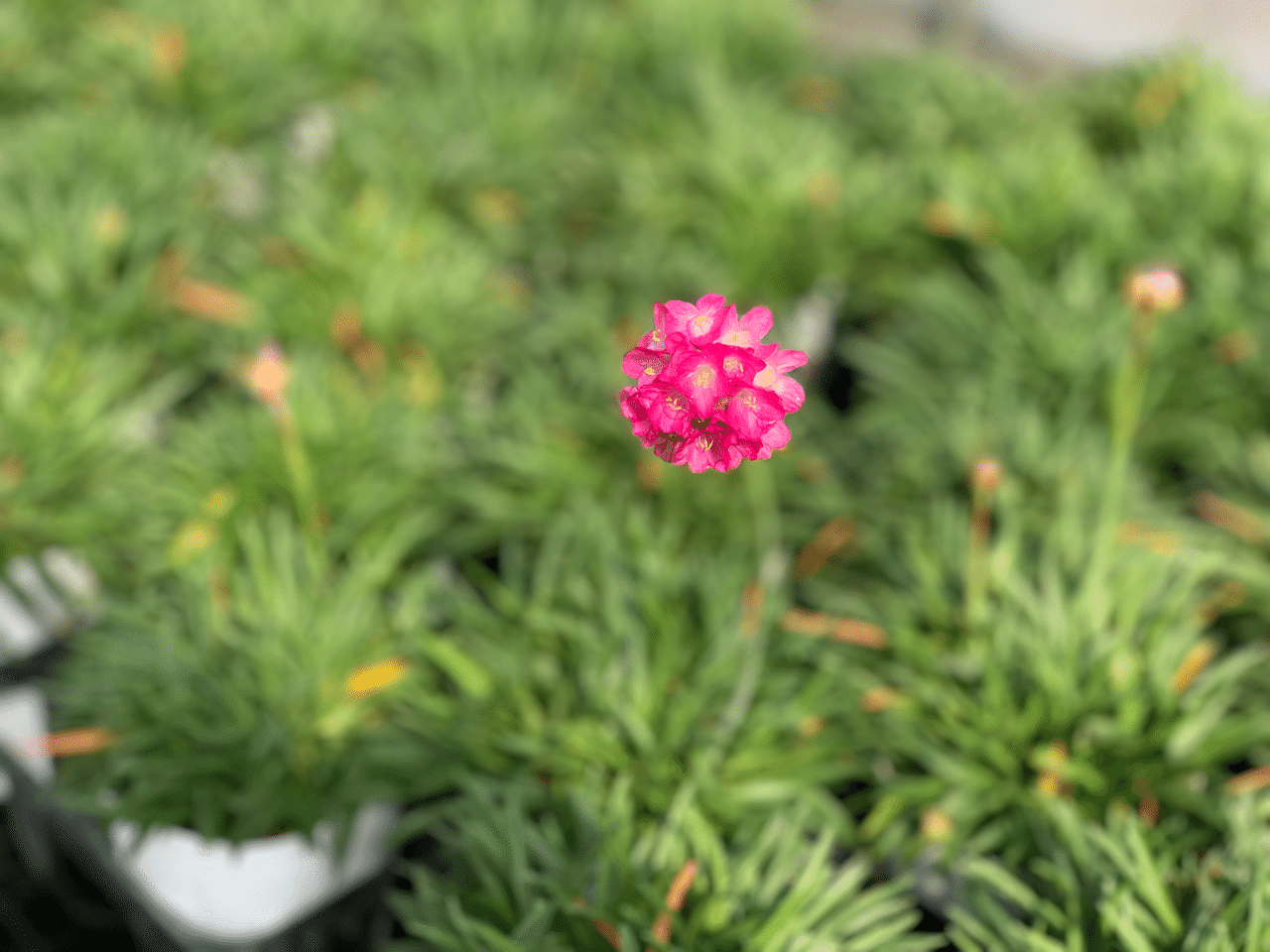 植物を売るというお仕事 もりー Note
