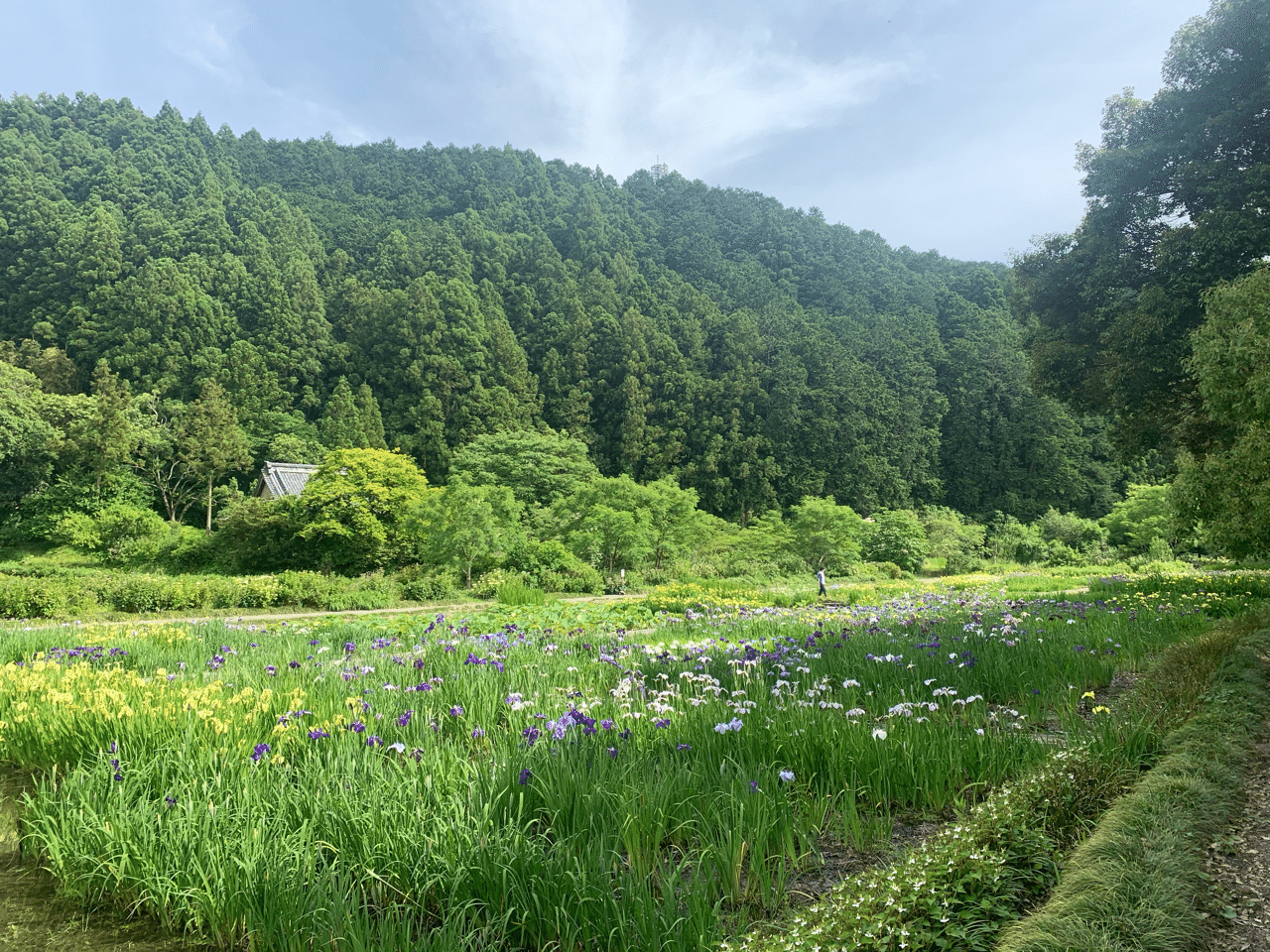 植物を売るというお仕事 もりー Note
