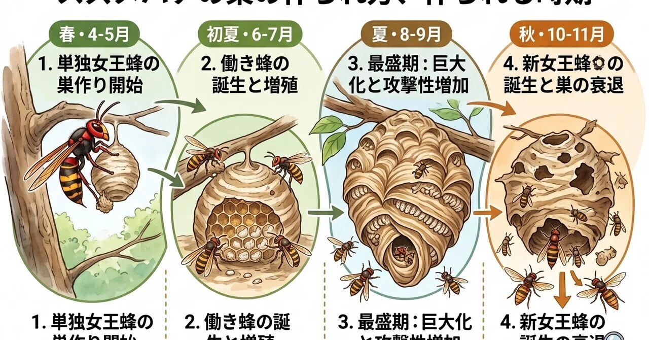 スズメバチの巣は「小さいうち」が一番安全早期発見・早期駆除が家族と