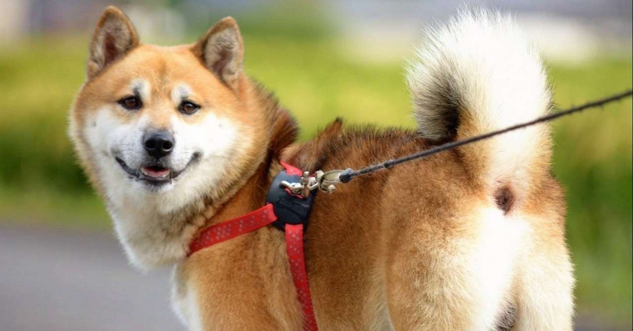 スーパーの犬 アセアンそよかぜ 文筆家 旅と東南アジア小説 Note