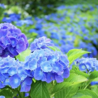 おすすめアニメ 花咲くいろは は絶対に見た方がいい 感想 レビュー Aoi Note