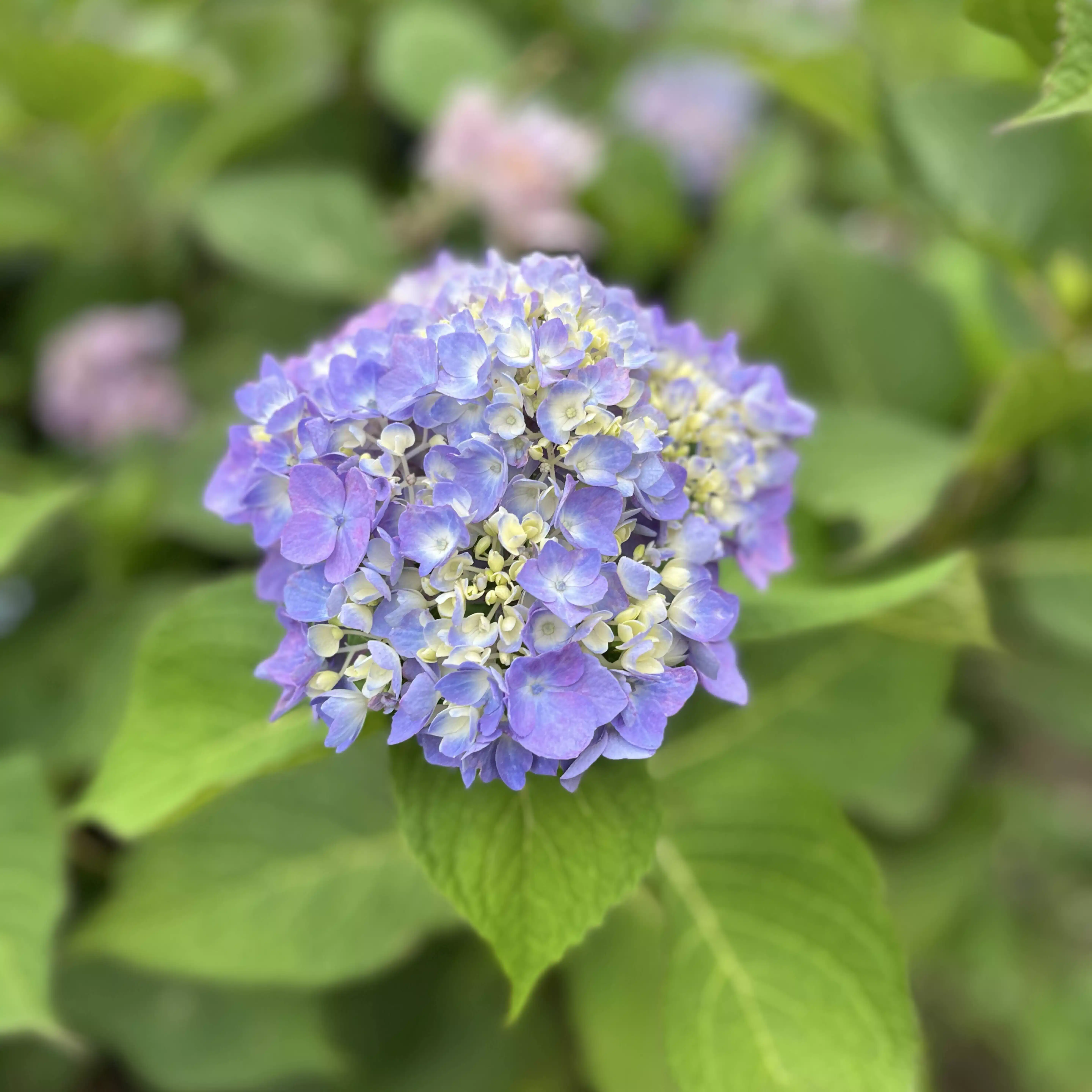 一花