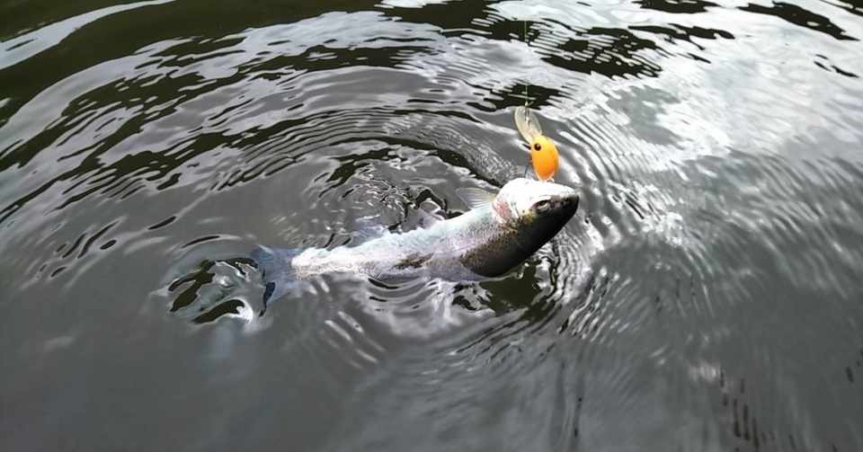 釣り初心者がルアーで魚を釣る方法 フジイ Note
