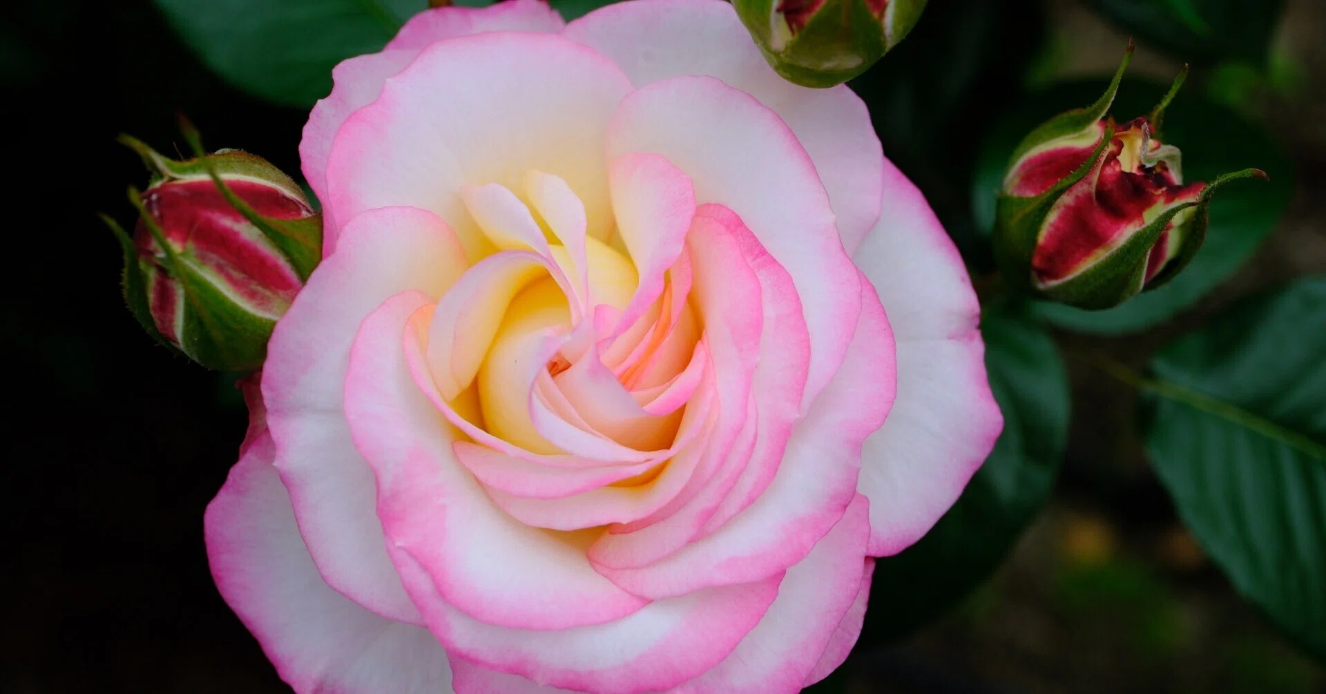 📷X-T30III × 🌹Nakanoshima Rose Garden | 🇯🇵Cl. Minuette｜ぱぽ