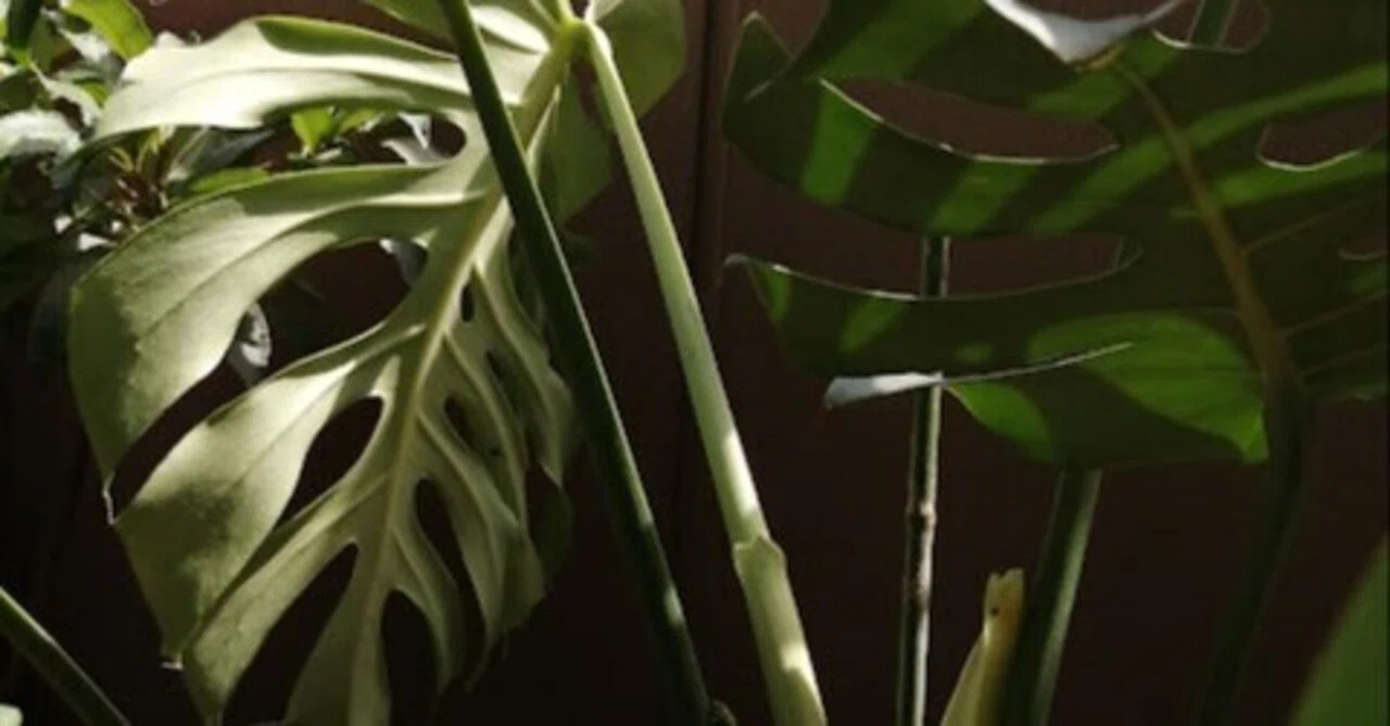 16 【未命名選抜系統】Monstera Deliciosa 兄弟株参考あり