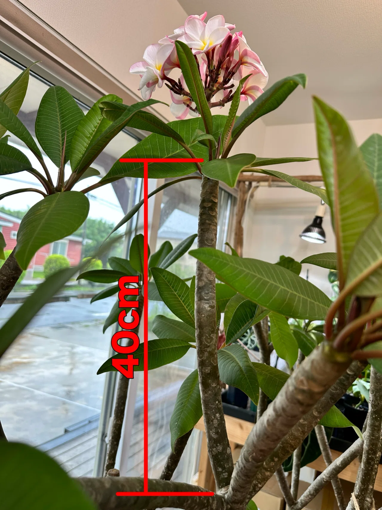 解説】花が咲く条件の1つ｜nahai