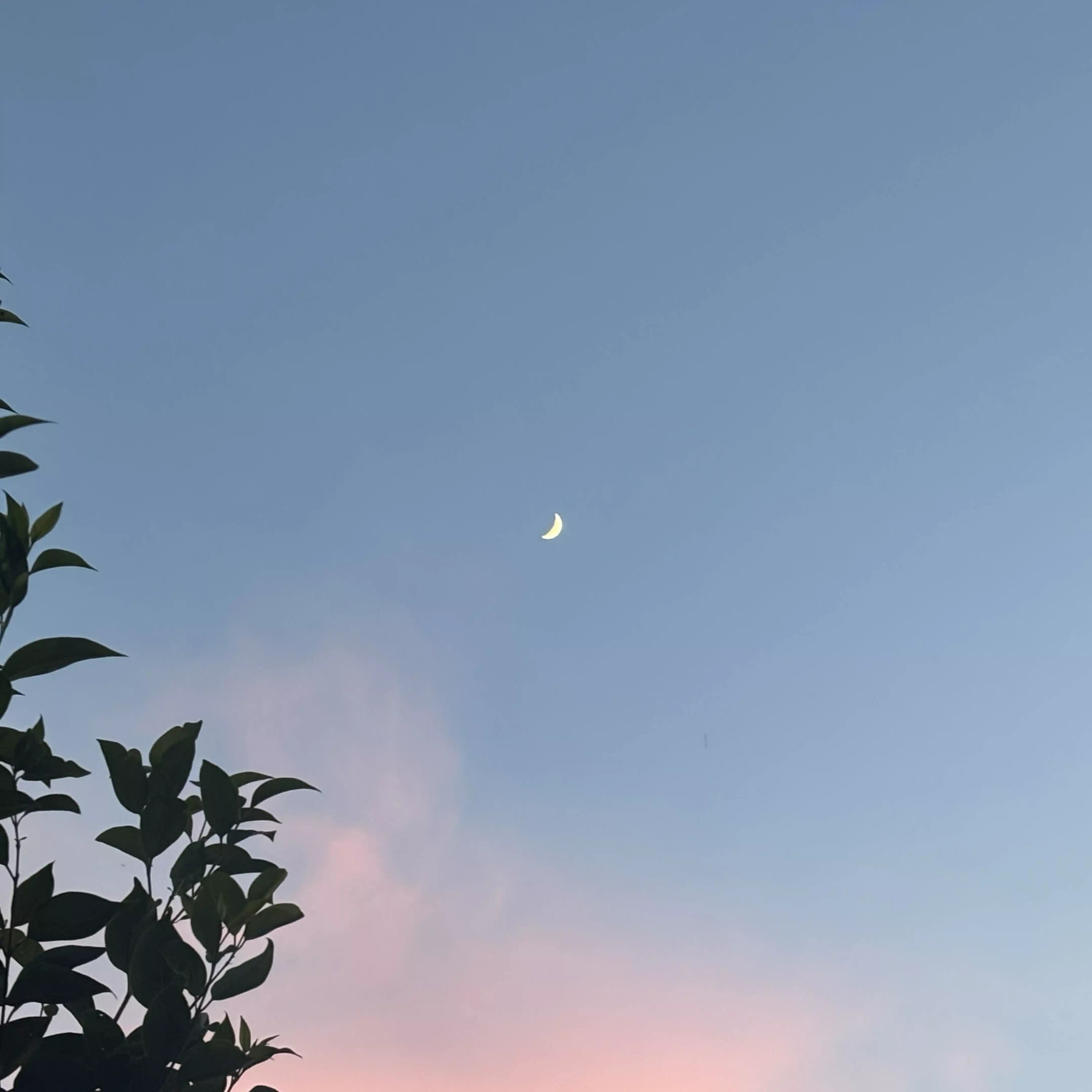 咲月