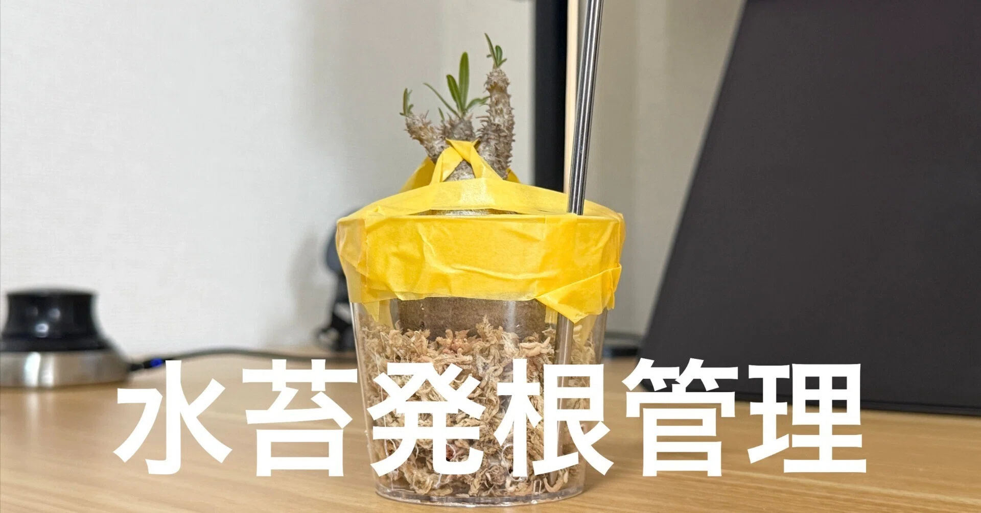 土から水苔へ！グラキリスの発根管理①｜TN