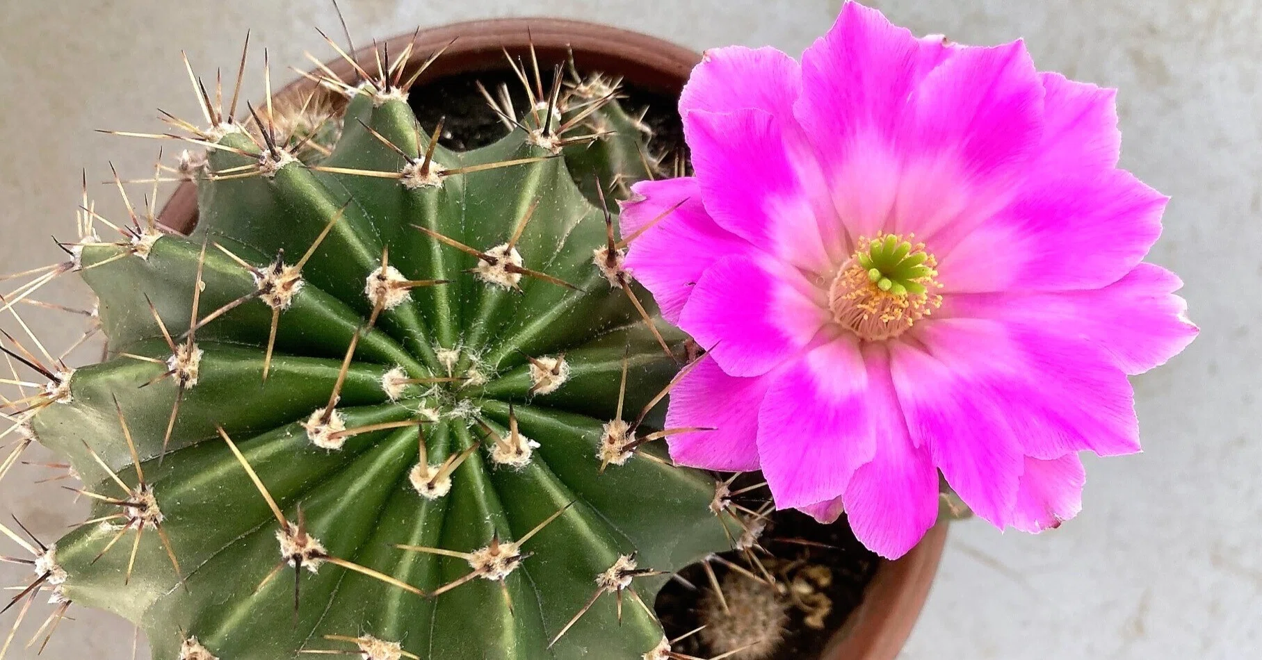 サボテンの花が咲きました！』｜ウンチク