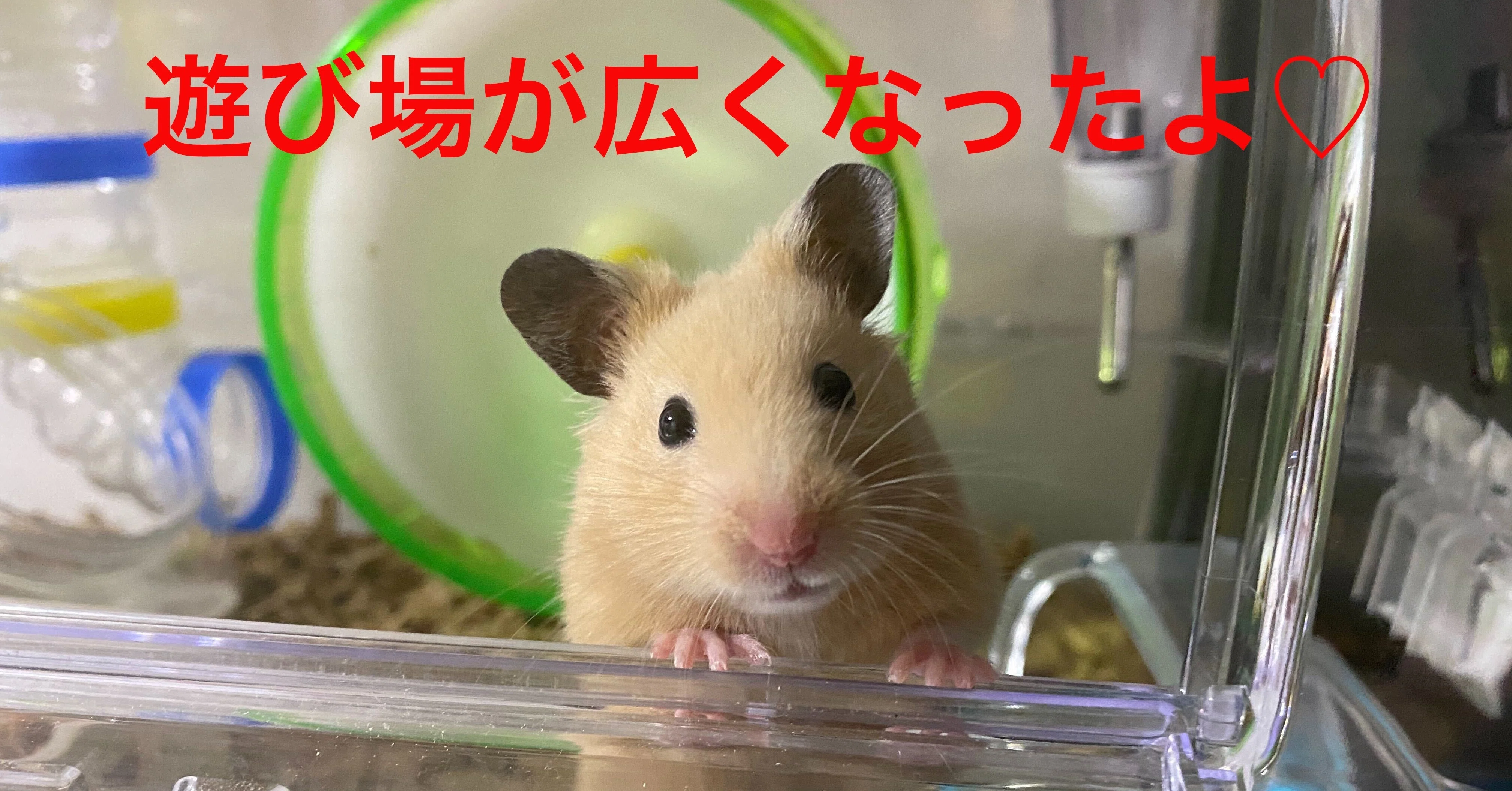 ハムスター飼育日記59日目 2020 6 23 サトウショウヘイ Note