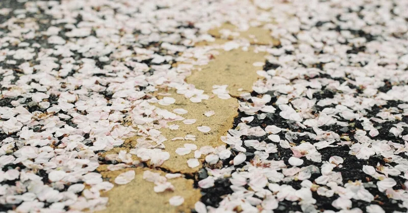 【旅の記憶#9】桜の道 | ROAD