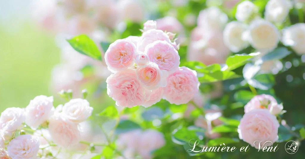 Ⅱ.愛|花陽 ✧ 光と風の丘へ|note