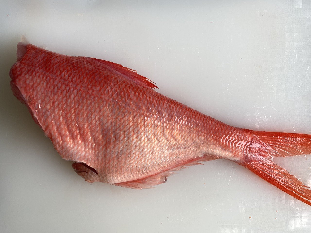 金目鯛４尾 自分でさばく編 煮付け 刺身 りあこ Note