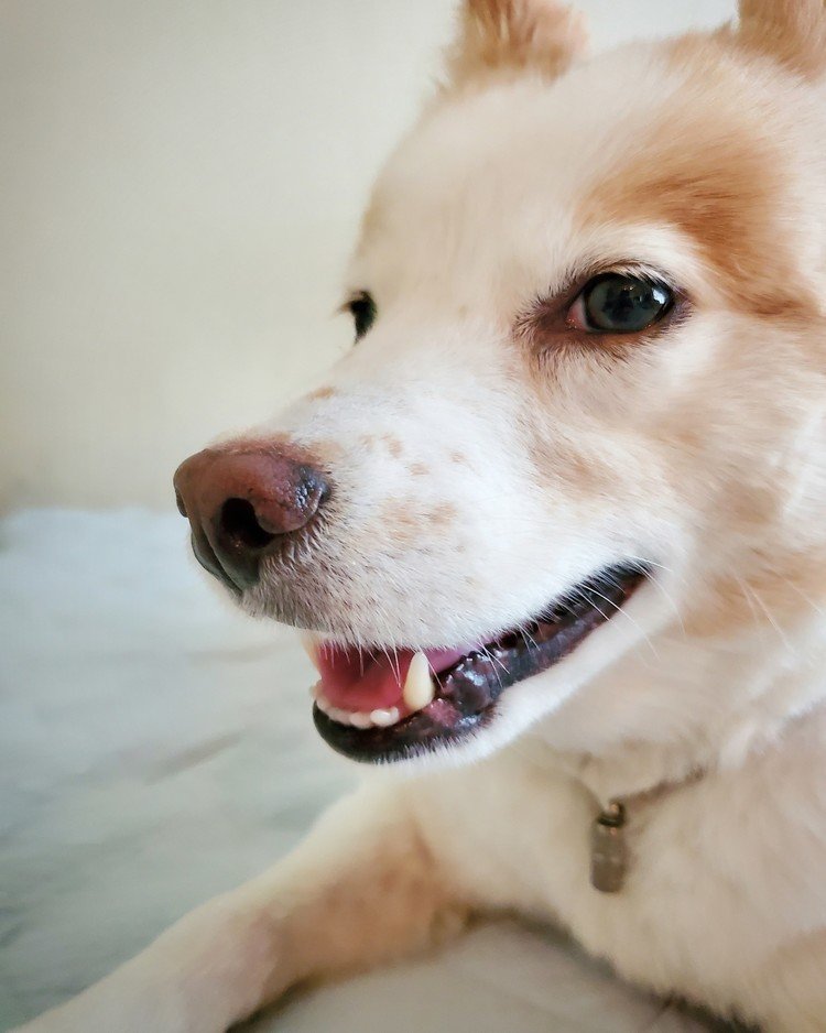 桜餡色の鼻が笑う朝。


#dog #inu #犬 #犬の麩 #犬のいる暮らし 
https://instagram.com/cacatsachi.dogfu