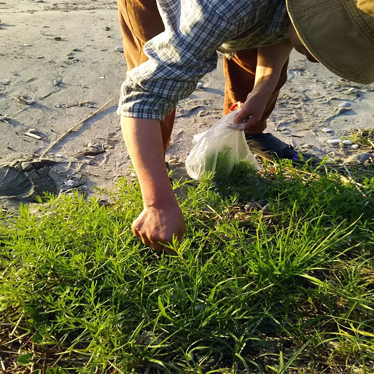 食べられる浜辺の野草 スー Note