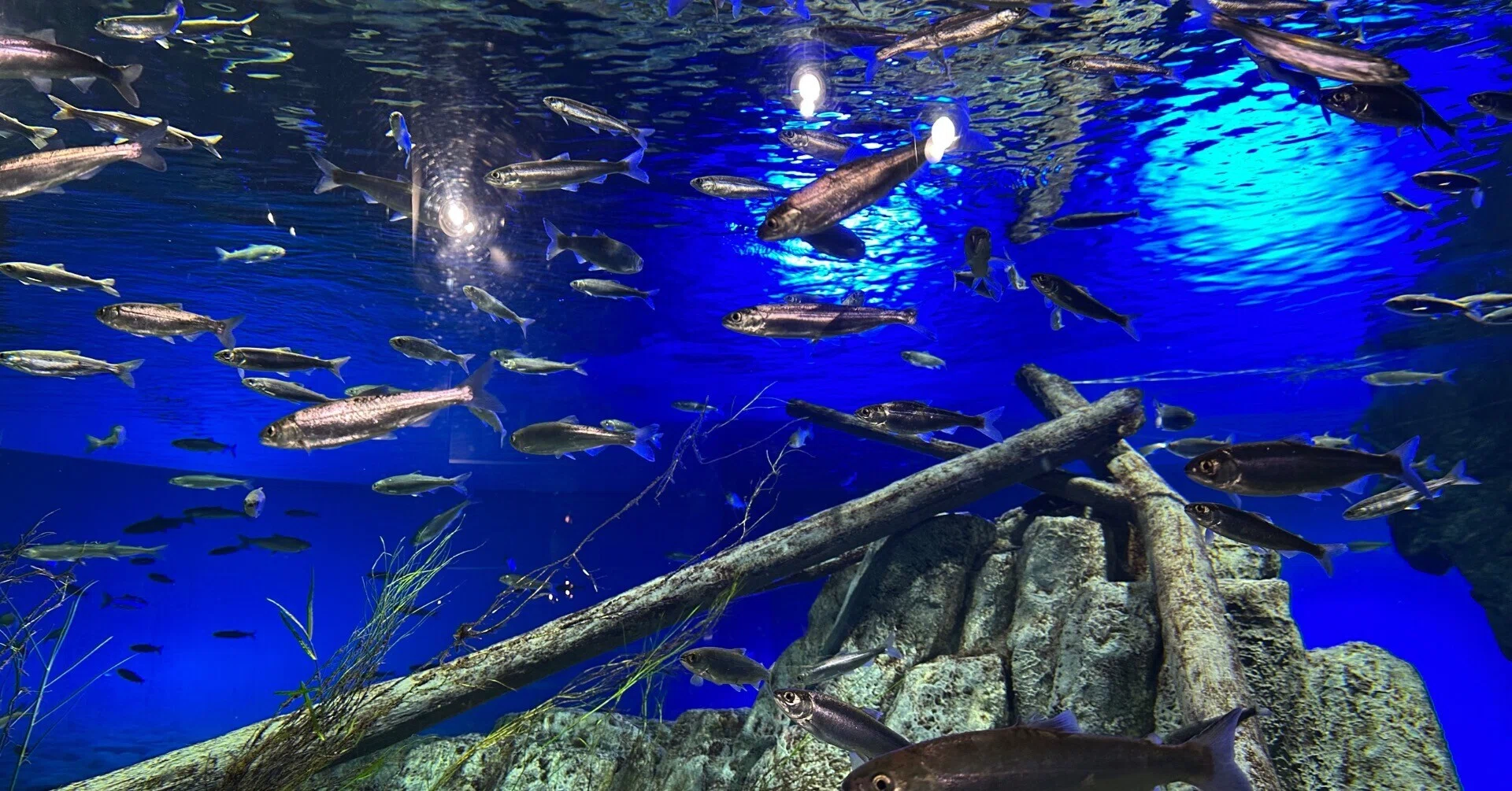 【ちょっこと水族館 歳末限定SALE中！！】専用 自然の川を観察できる！サケのふるさと千歳水族館｜のぞむ