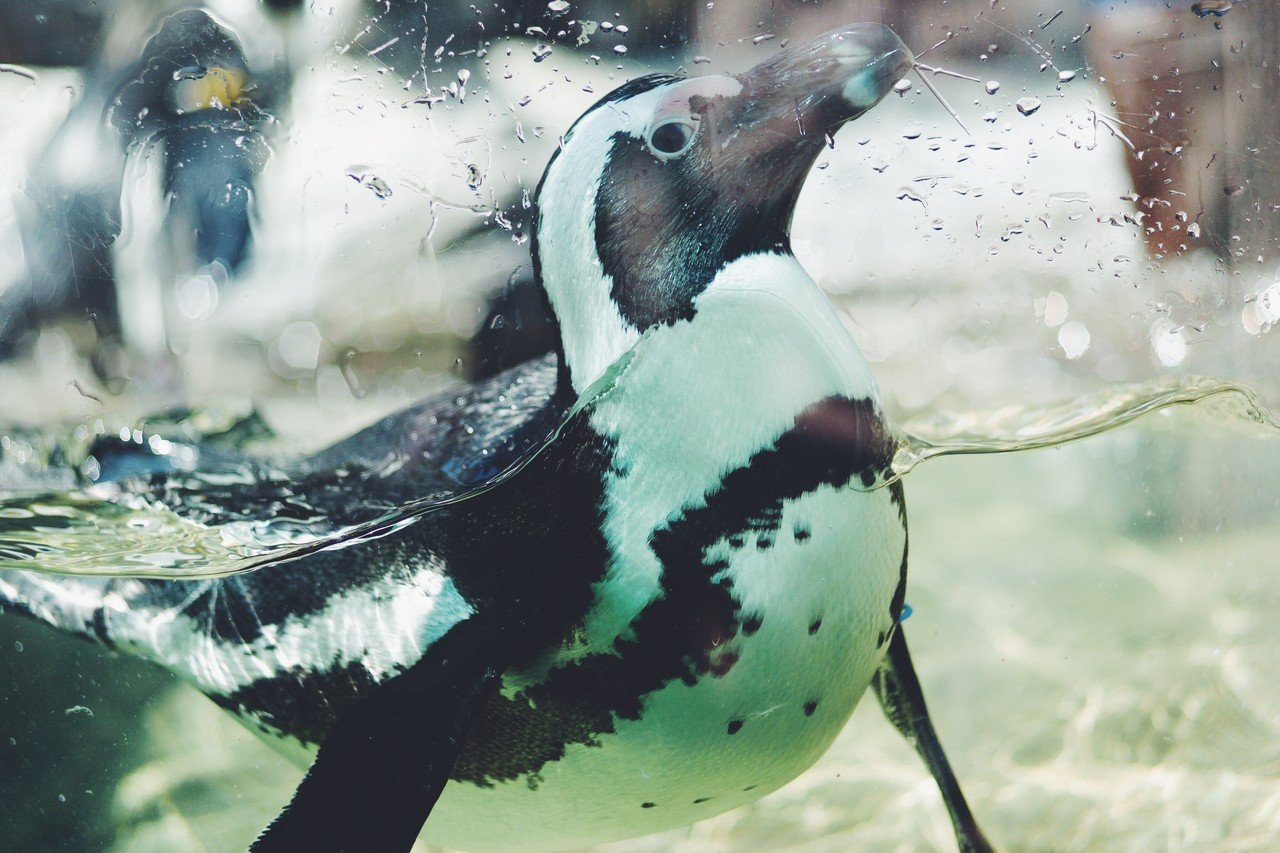水槽のガラスにくっつくペンギン 96 稲垣純也 Note