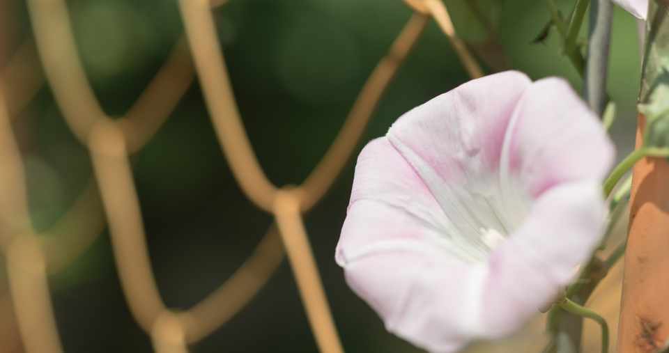 朝顔の花 タンタンと咲かない朝顔 ふに Note