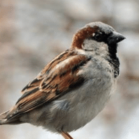 雀の訪問が意味するスピリチュアルな意味 スズメは幸福であり 新しいきっかけ キーパーソン あなたらしく生きる Note