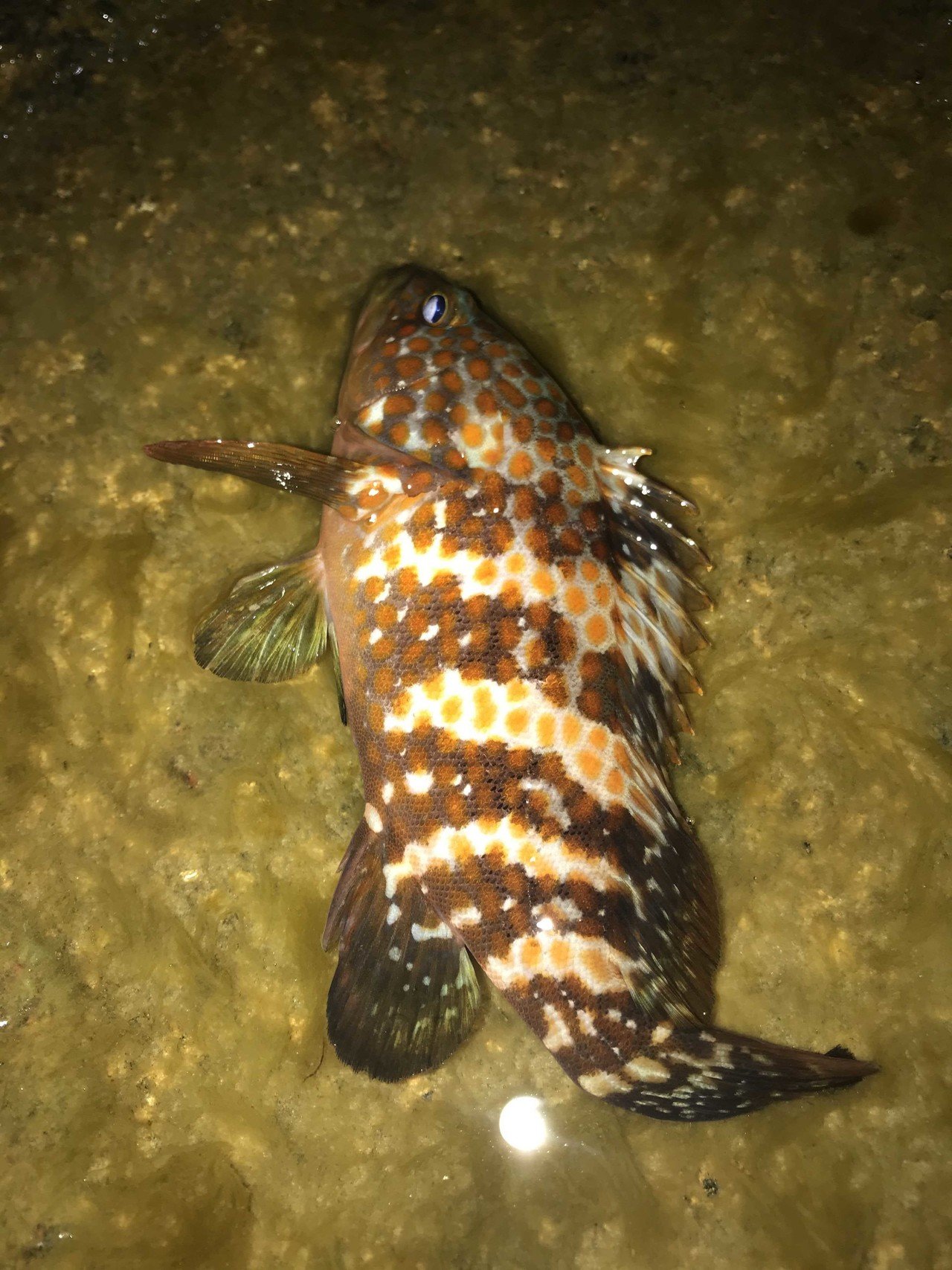 目がキジ色だからキジハタ 魚 名前の由来 宇呂草見 Note