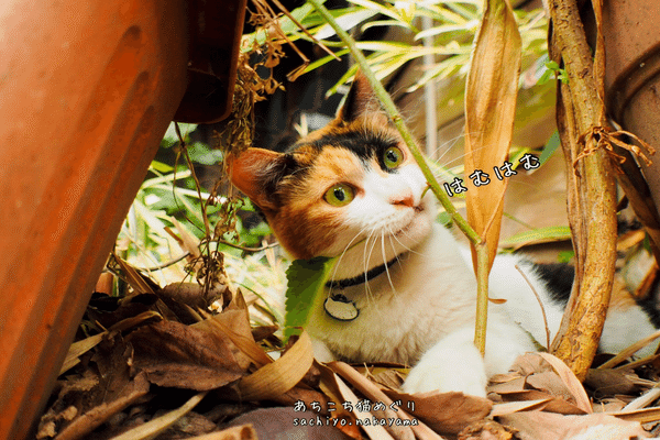 【みけねこ】おまとめ