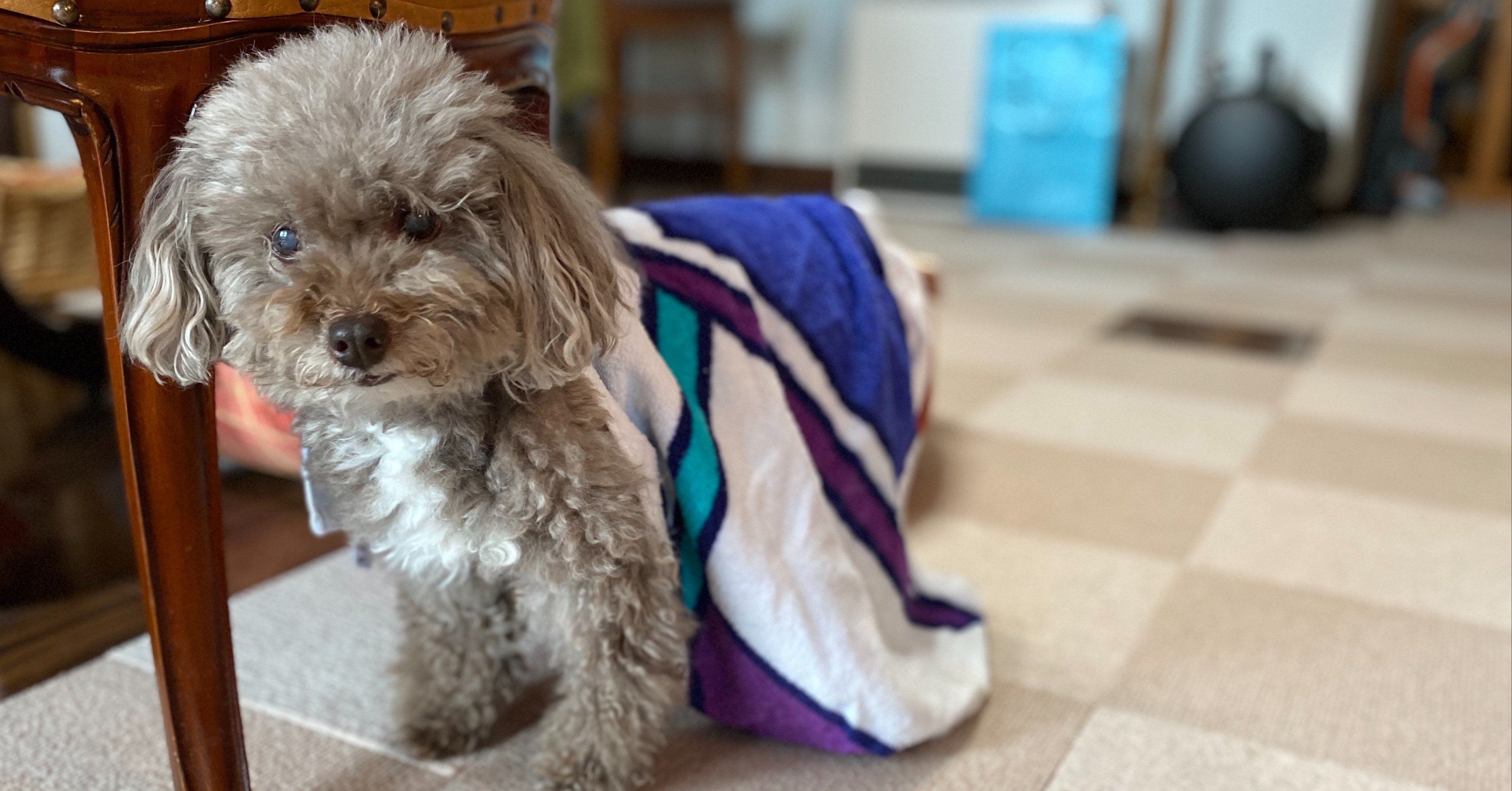 皮下点滴が苦手な 愛犬15歳 レモンの勇気 Note 皮下点滴が苦手な 愛犬15歳 レモンの勇気 Note