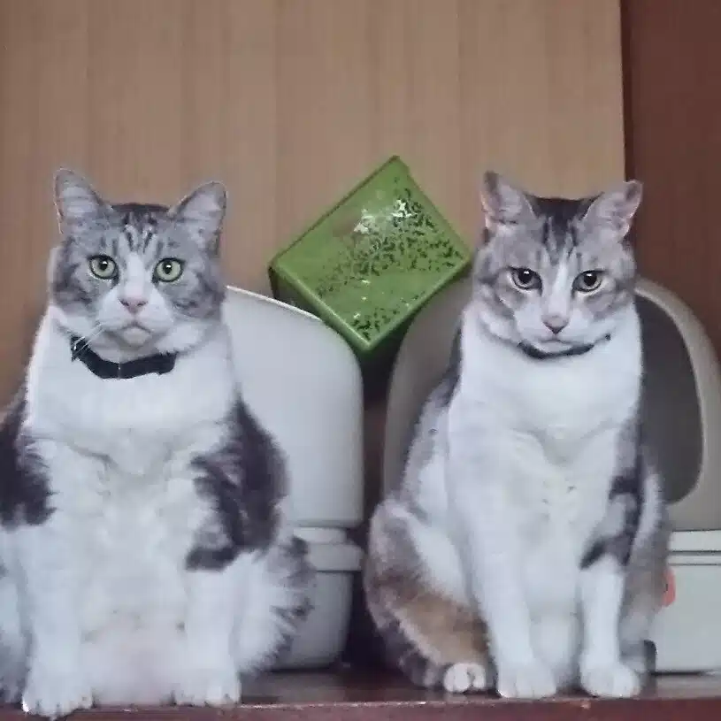 ゆきねこ