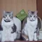 ゆきねこ