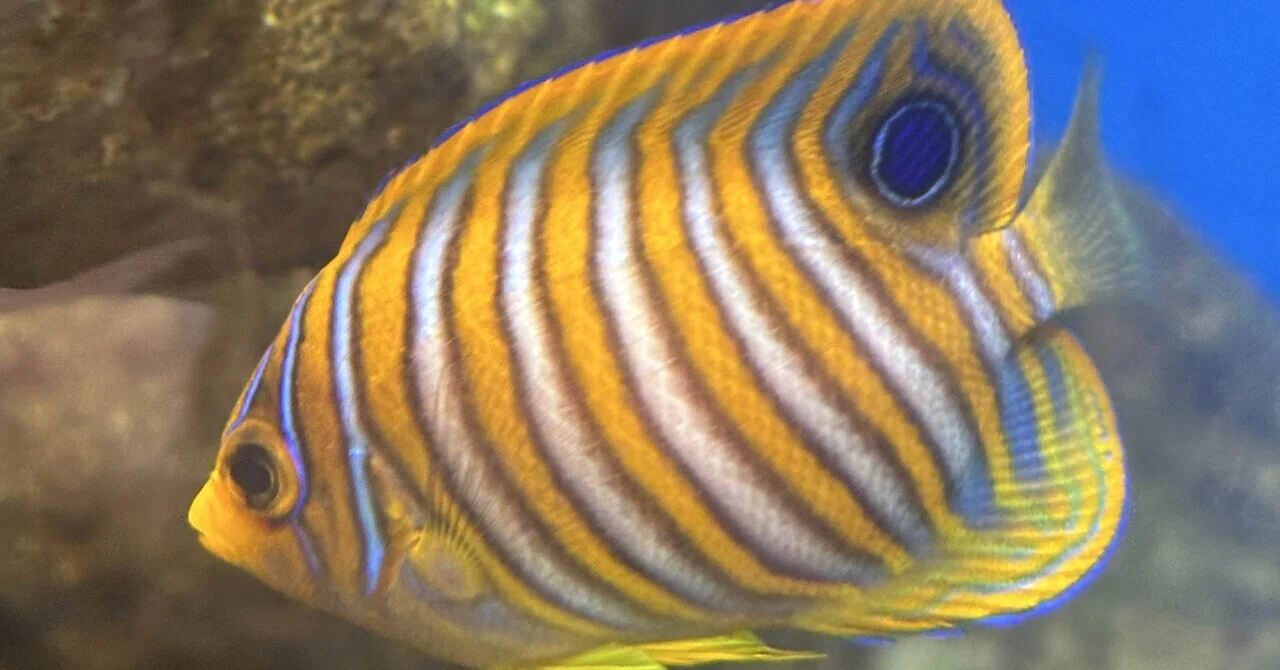 魚のしましま模様って、何？｜北里アクアリウムラボ