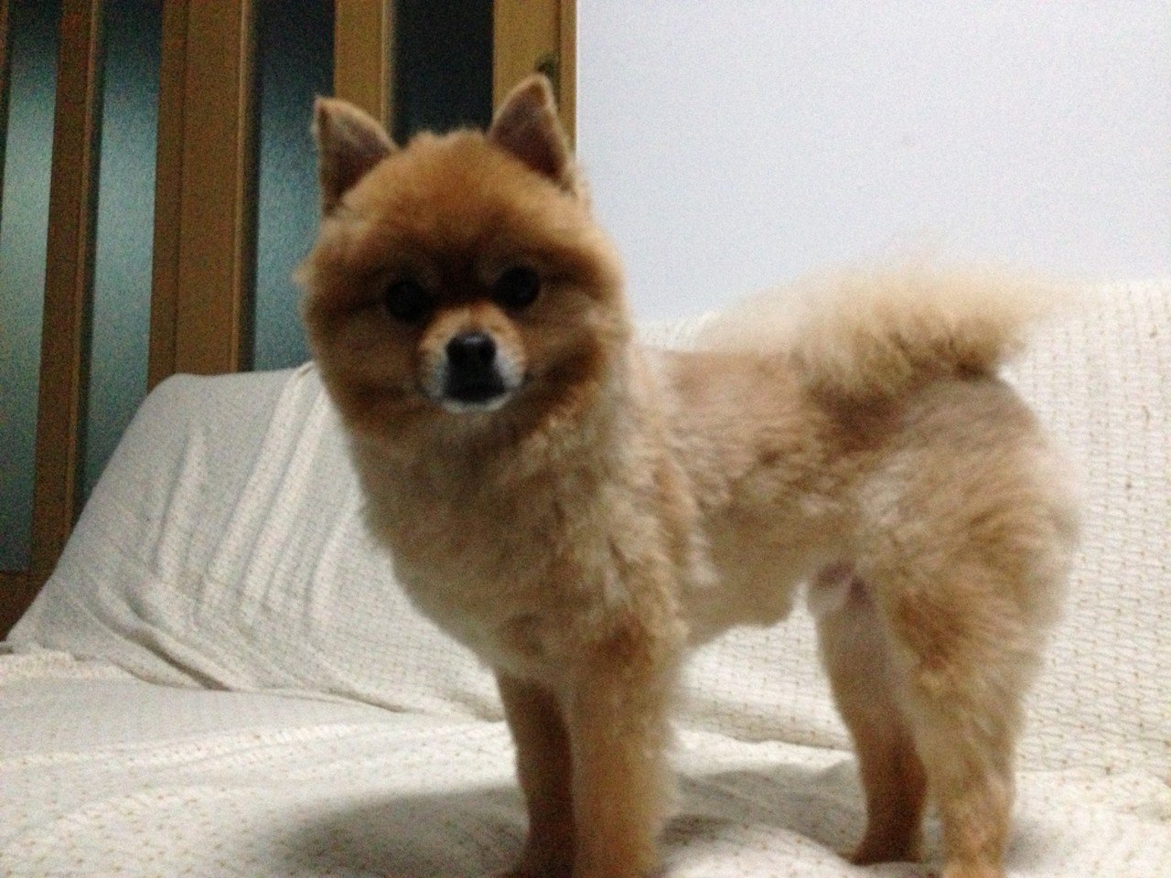 アルパカ 神楽 Note