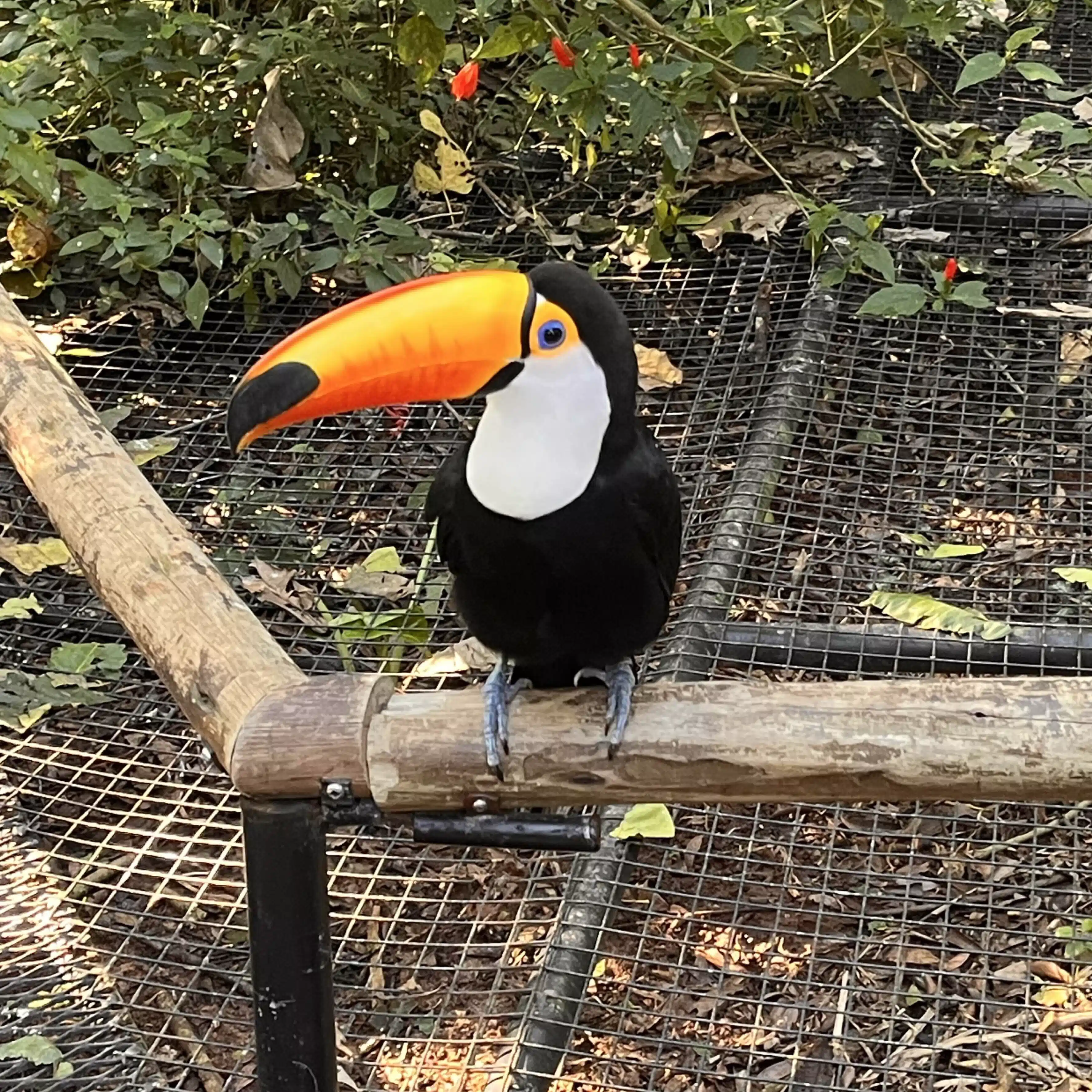 りん🇧🇷サンパウロ生活