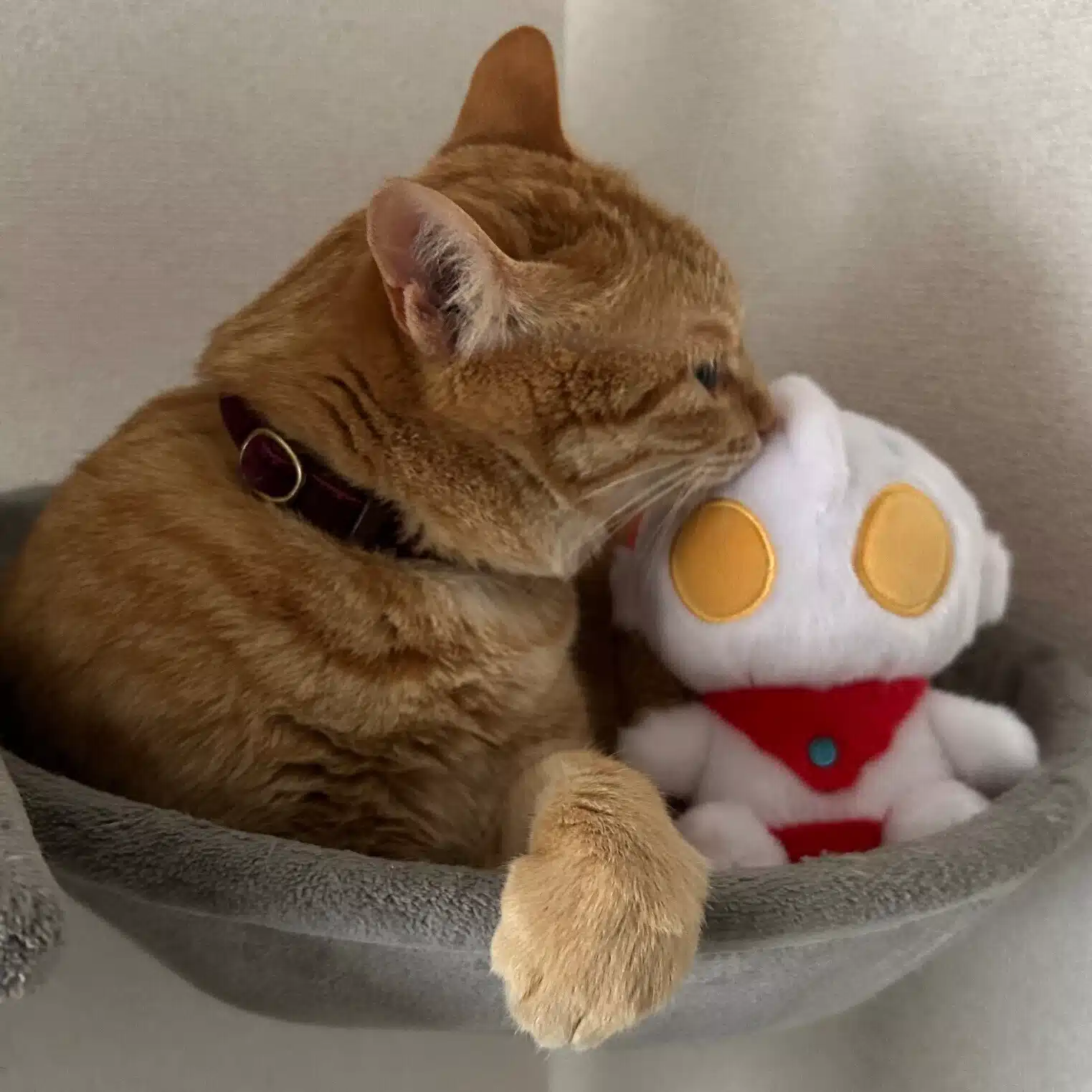 アオゲソ
