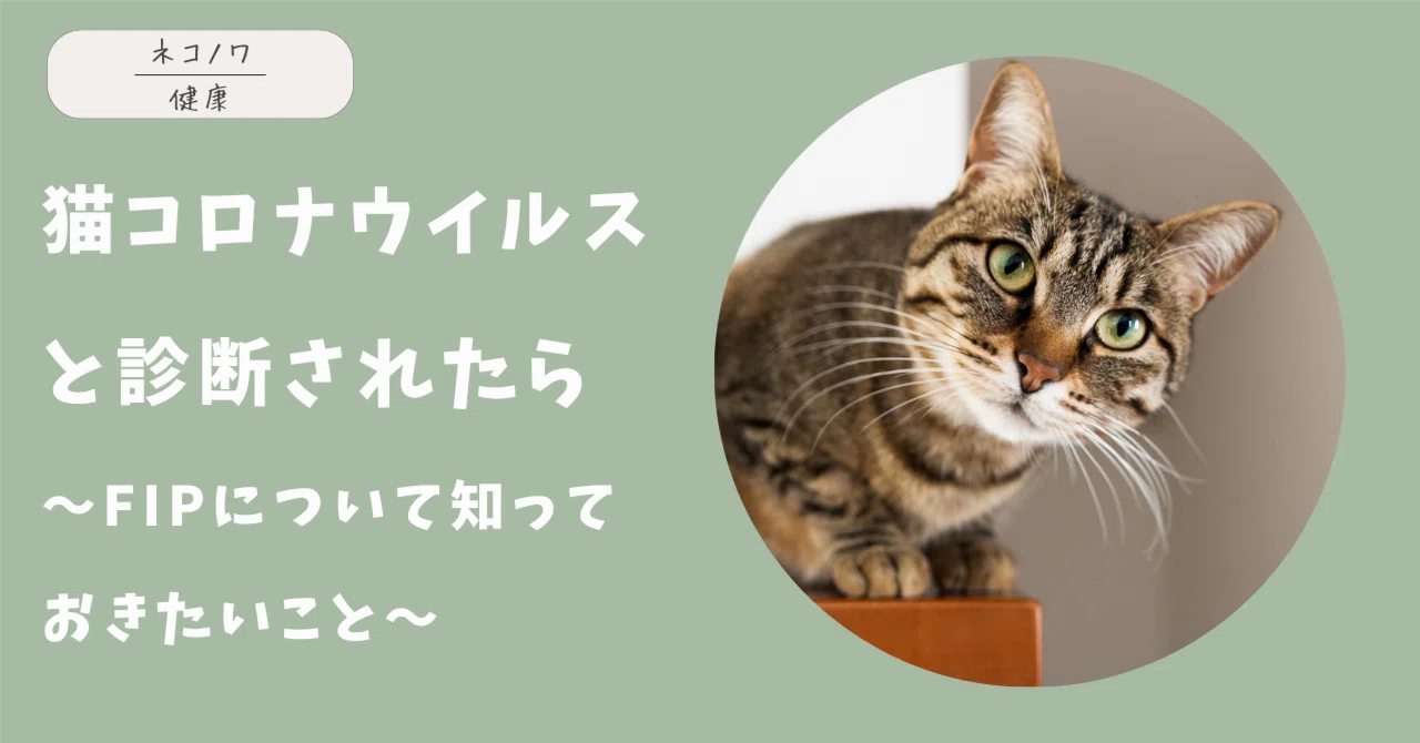 コロナ ウイルス 猫