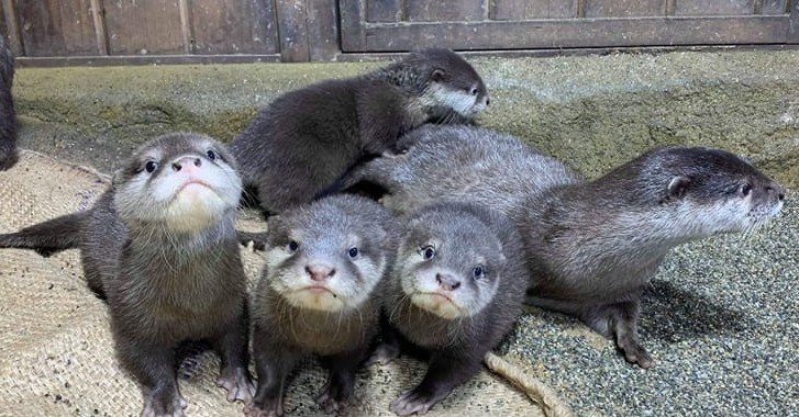 コツメカワウソ 7cd181204987a5995beae9fa0a27df