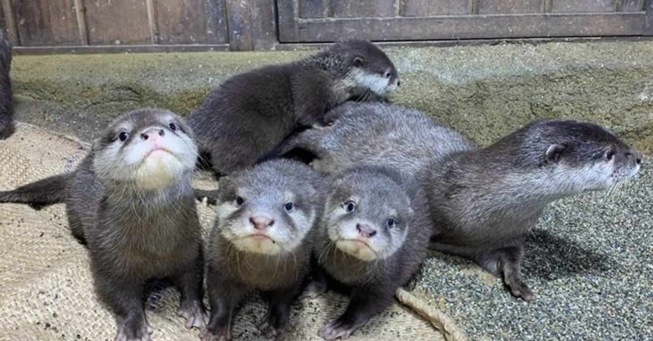 カワウソ の急上昇タグ記事一覧 Note つくる つながる とどける