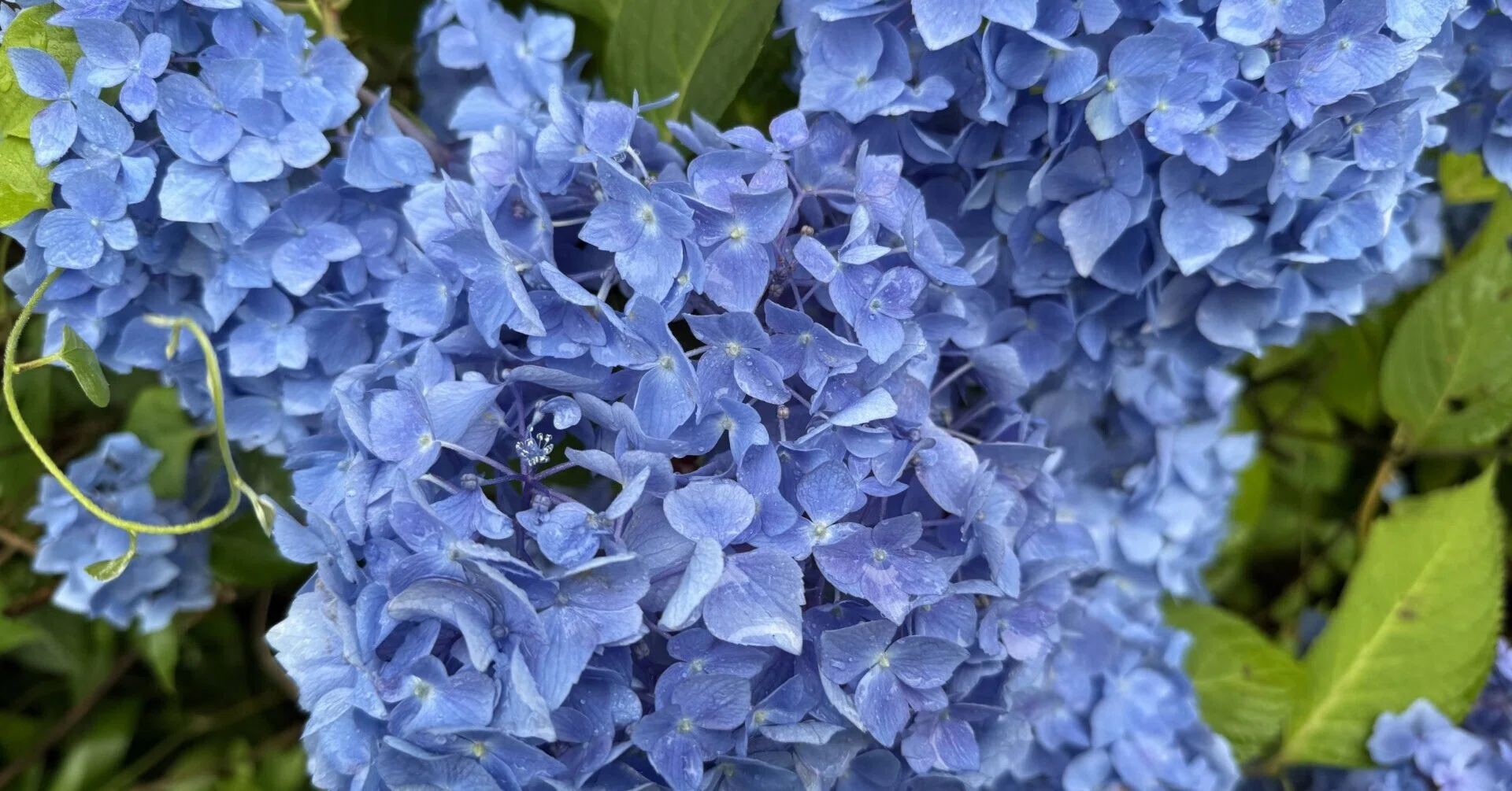 6月27日(土)紫陽花(あじさい)の頃！！｜中島紀于