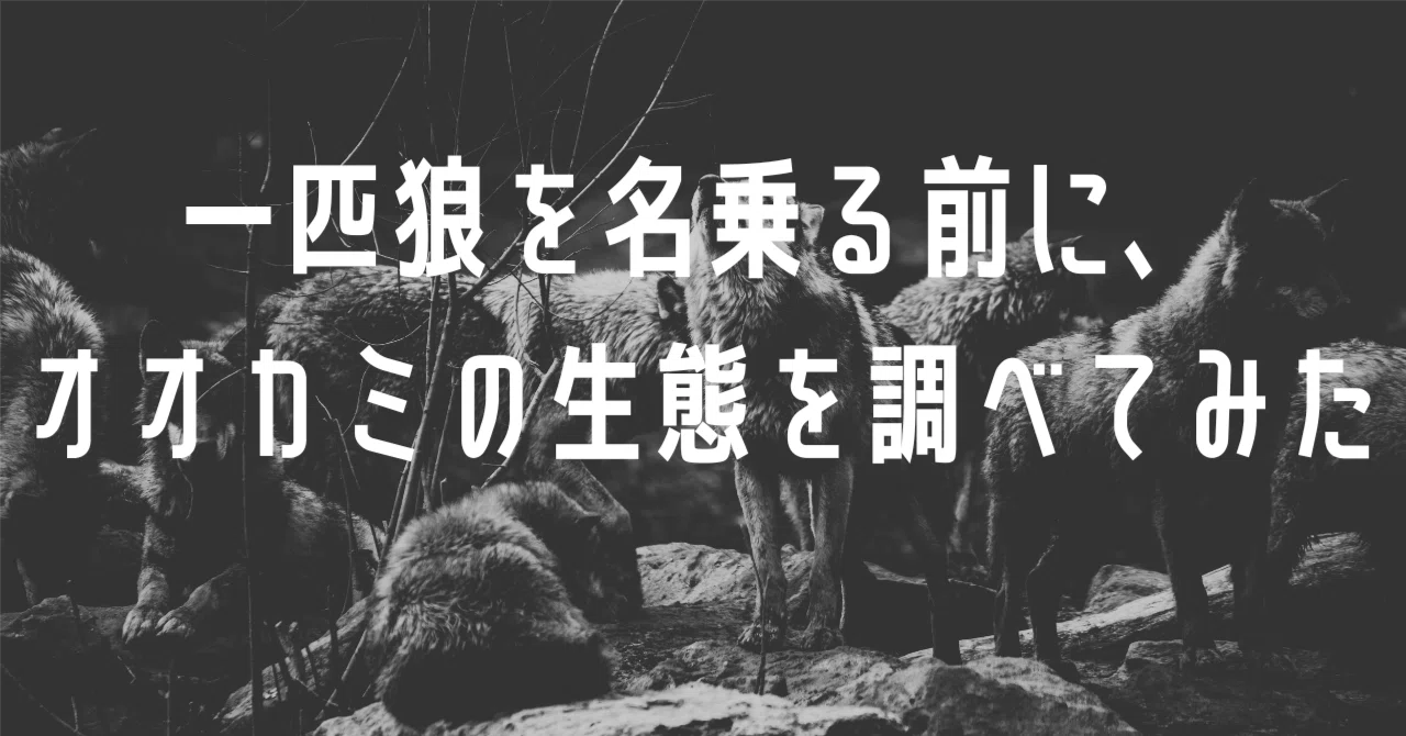 一匹狼を名乗る前に、オオカミの生態を調べてみた｜アラタ｜のらフリー