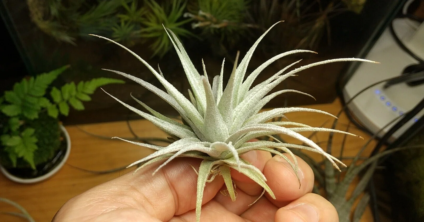 画像のチランジア全て チランジア入荷リスト6/23｜NatureGarden🌿神田