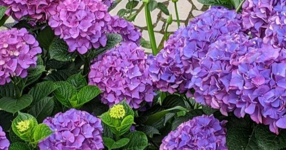 社会福祉概論1 第1部 社会福祉の歴史と展開 第1章 わが国における福祉制度の発展 エイコ Note