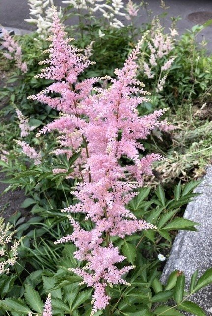 札幌 6月の花 第3弾 繁富 麻裕 Mayu Shigetomi Note