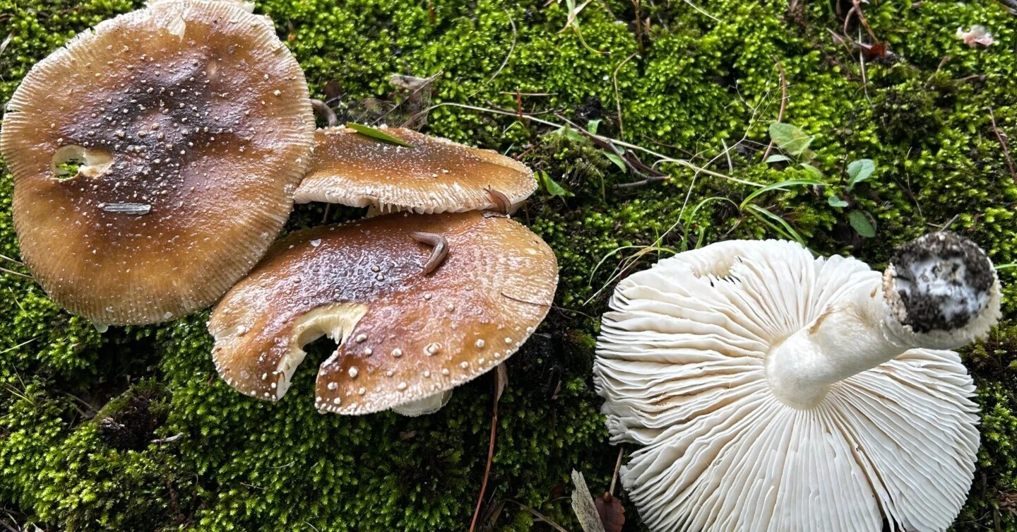 テングタケ(Amanita)の仲間を見分けよう｜ゆたし