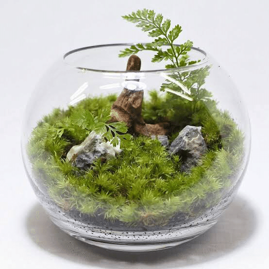 苔アート(苔テラリウム、苔鉢、苔岩、苔玉)の魅力|わたなべ 苔アート(苔テラリウム、苔鉢、苔岩、苔玉)の魅力|わたなべ
